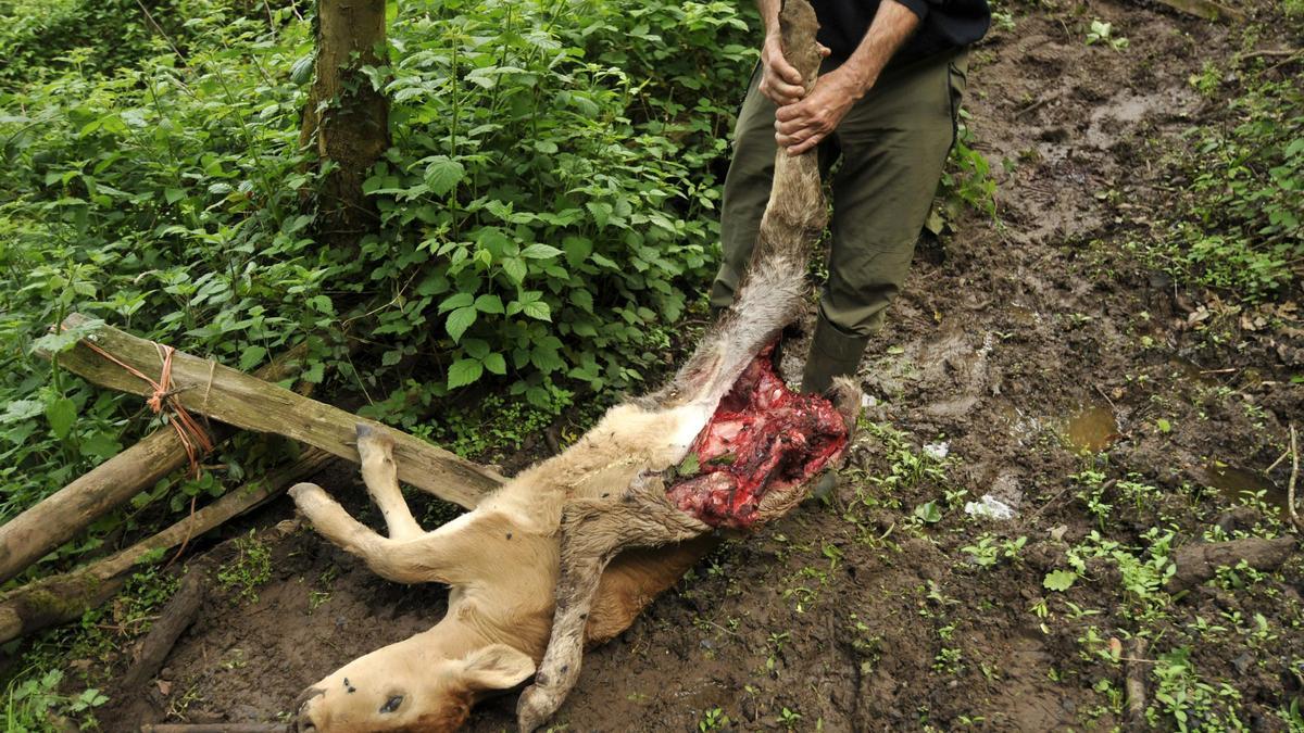 Oveja atacada por un lobo.