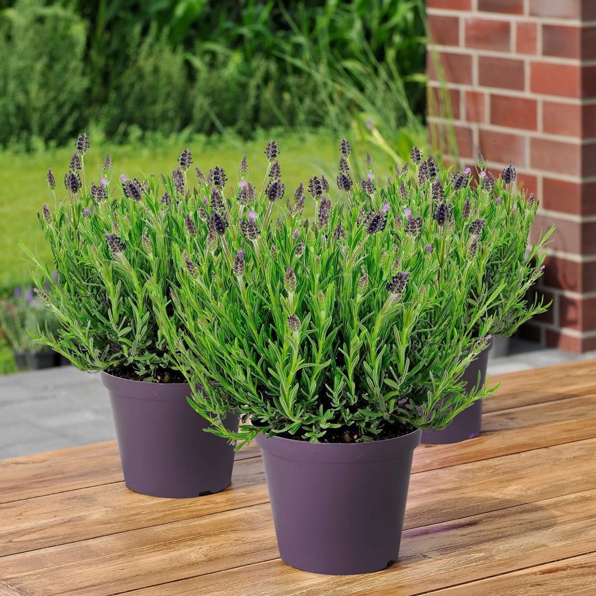 Aldi ofrece plantas de lavanda