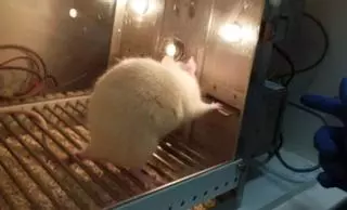 Aprendiendo de las ratas para seguir mejor los tratamientos médicos