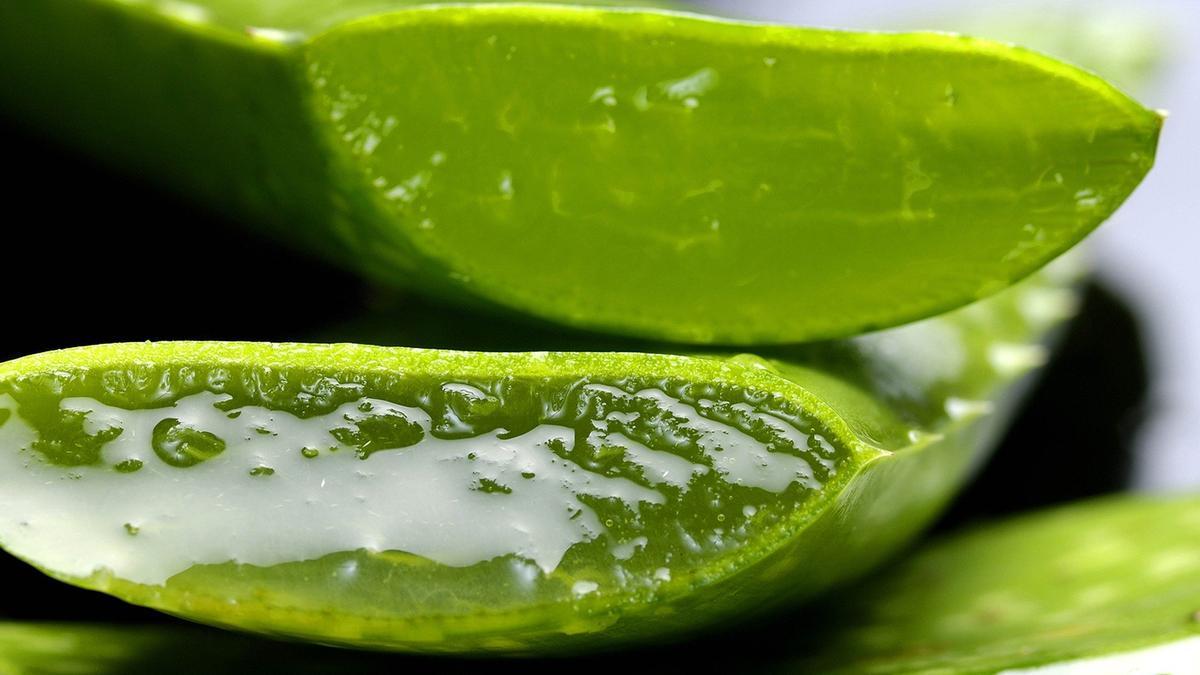 El Aloe vera contiene un gel muy útil para tratarlas quemaduras.