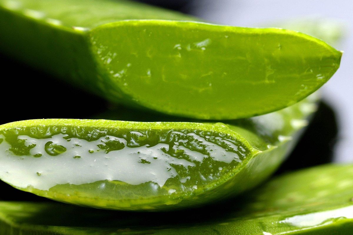 El Aloe vera contiene un gel muy útil para tratarlas quemaduras.