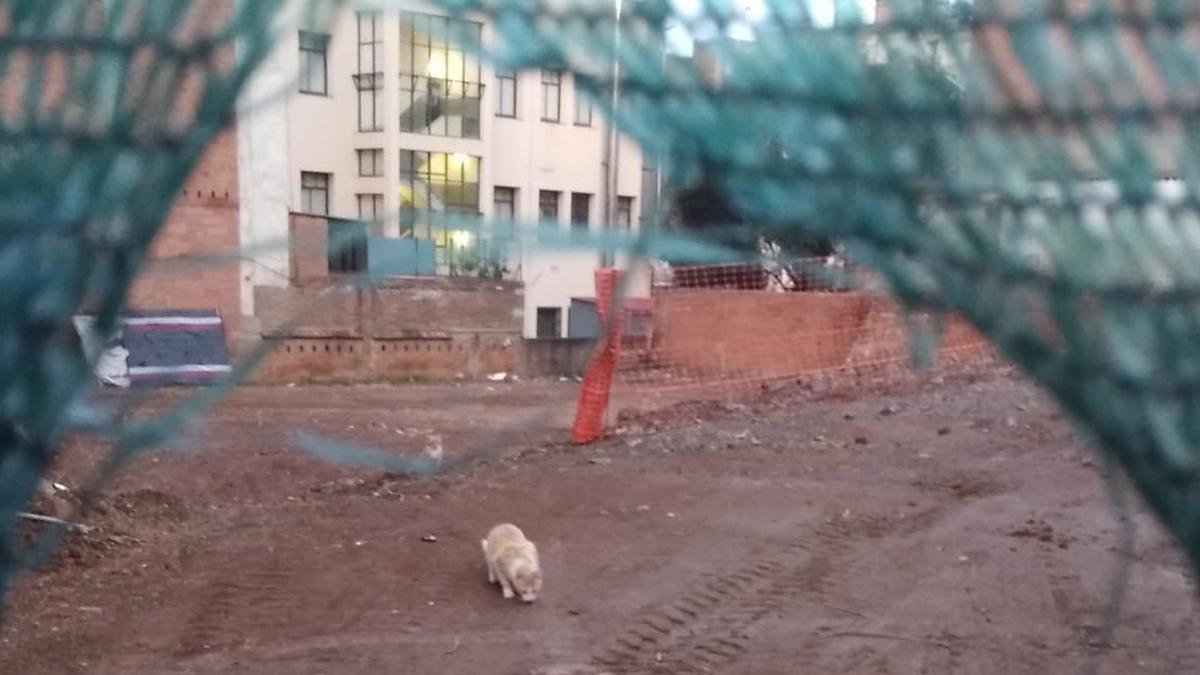 Un gato en el solar de la calle de Granollers, en el distrito de Horta, invadido por las máquinas de construcción.