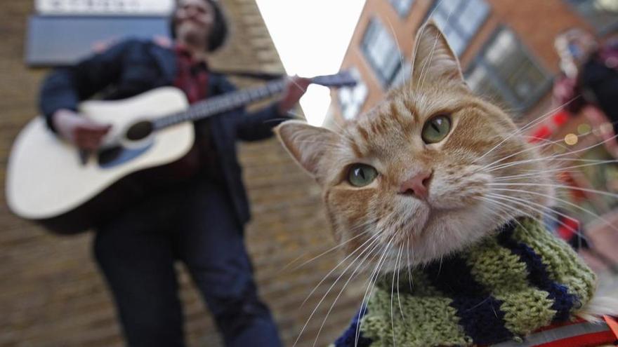 Este 20 de febrero se celebra el Día Mundial del Gato.