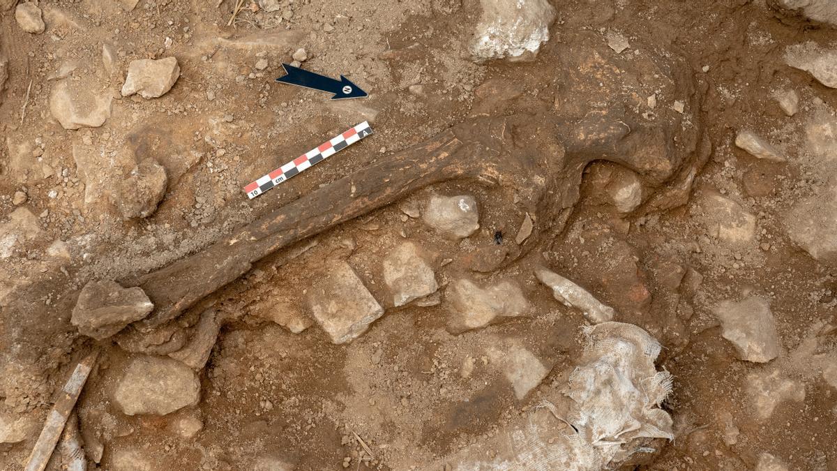 Restos del homo sapiens femenino hallado en el Prepirineo.