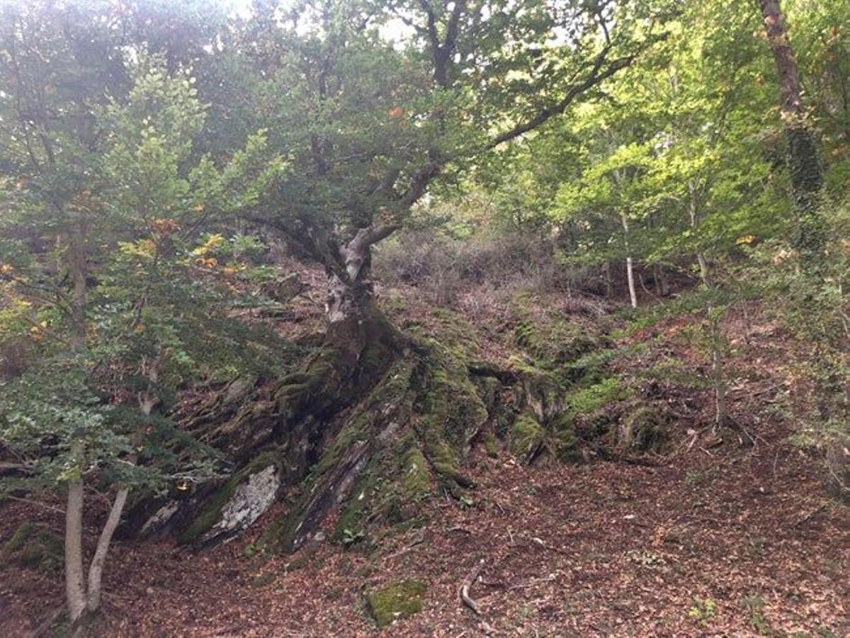 Hayedo de Montejo,  Sierra de El Rincón de Madrid