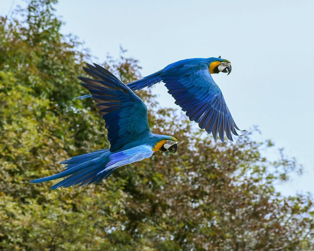 Dos ejemplares de loro