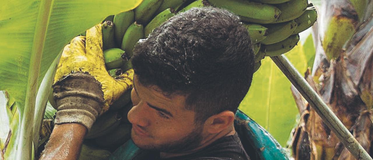 Un trabajador en una finca de plátanos.