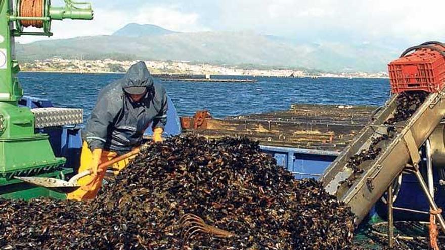 &quot;Laboreo&quot; de mejillón en una batea fondeada en aguas de Ribeira.  //  Iñaki Abella