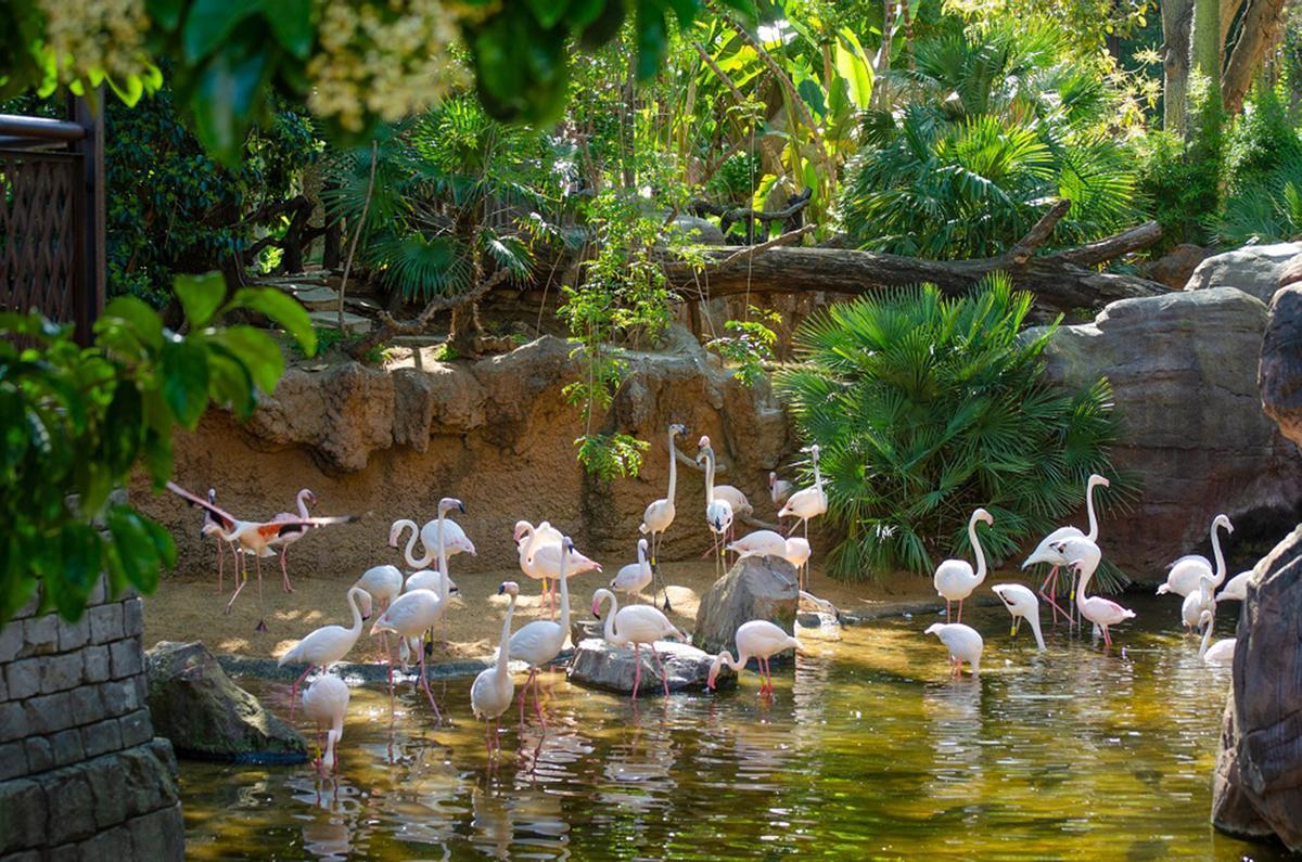 Los flamencos son aves características de Bioparc Fuengirola