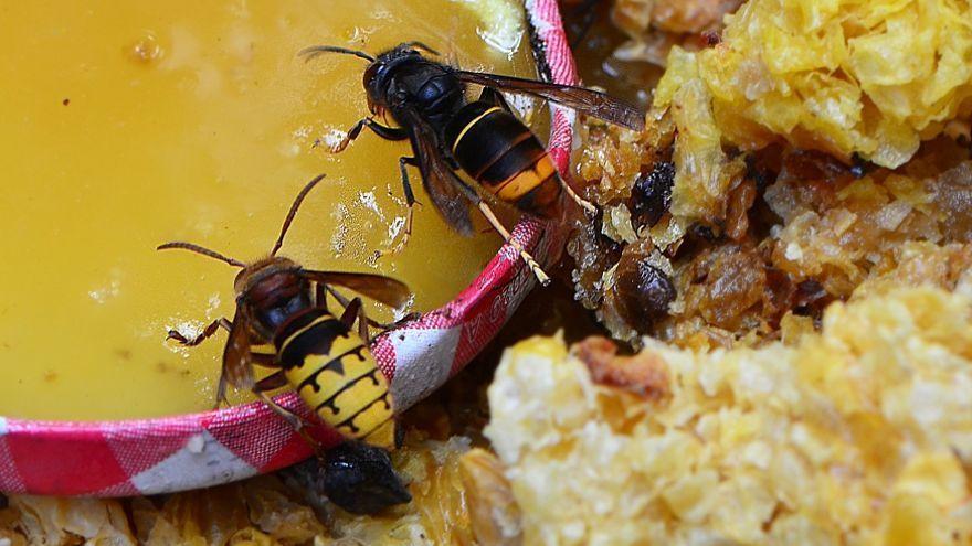 La hortaliza que debes plantar en una maceta para alejar a las avispas de tu casa