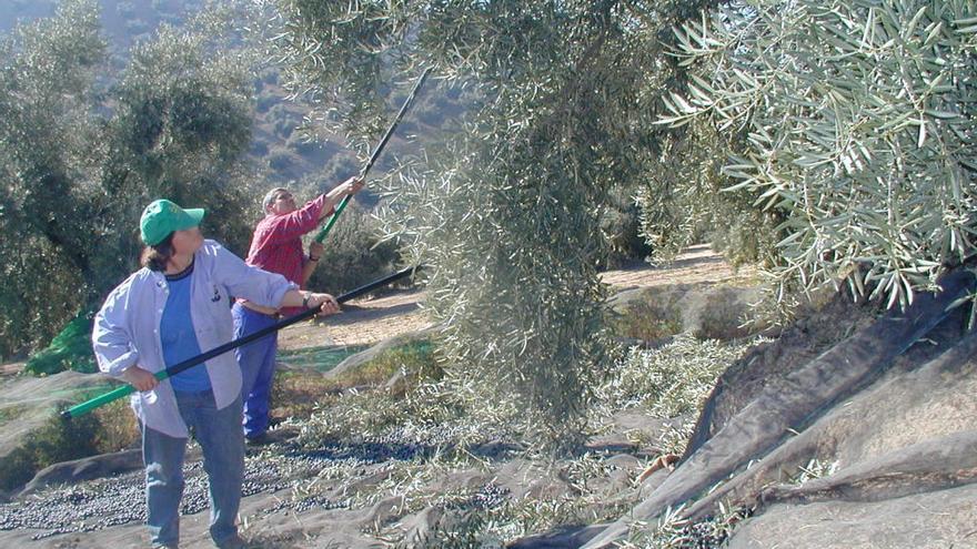 Varios jornaleros varean un olivar.