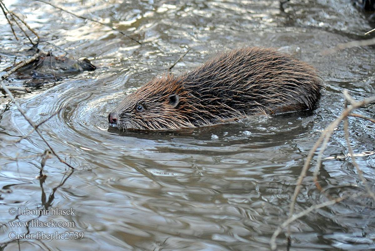 Castor de la especie que vive en España