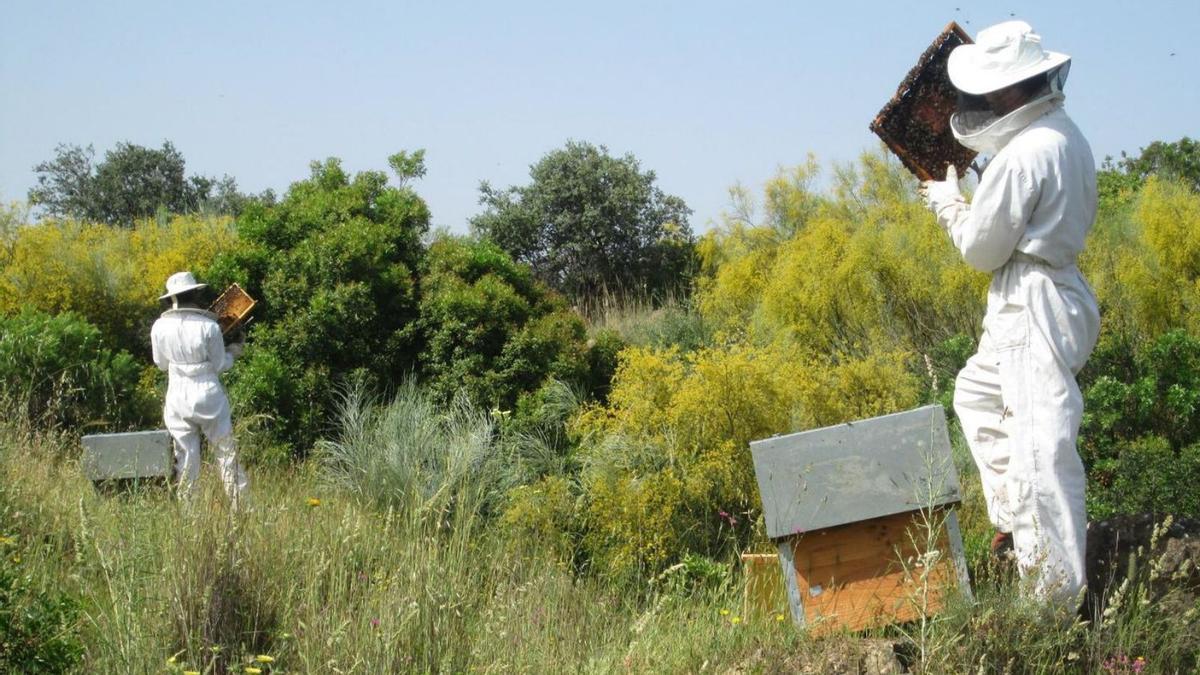 Dos apicultores trabajan en sus colmenas.