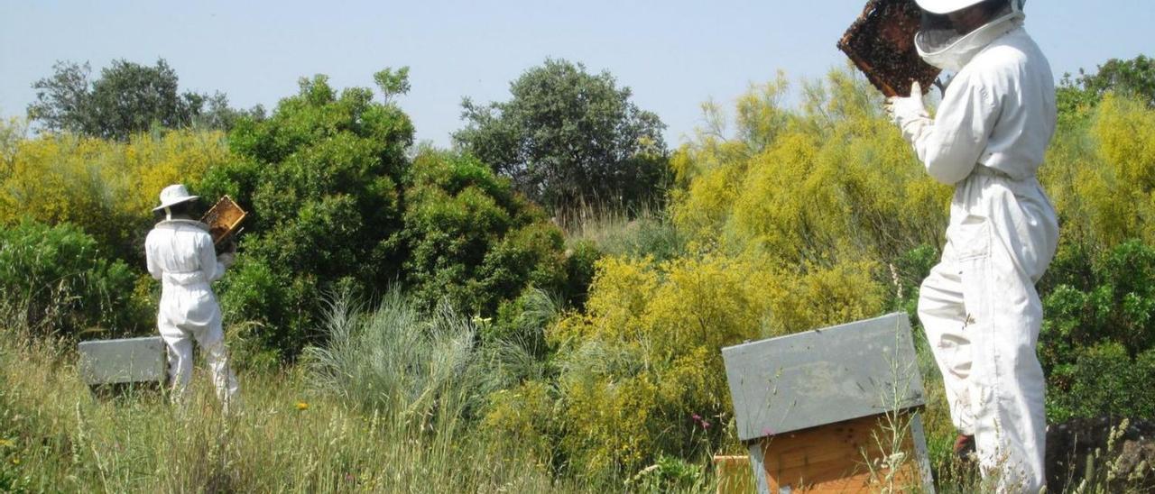 Dos apicultores trabajan en sus colmenas.
