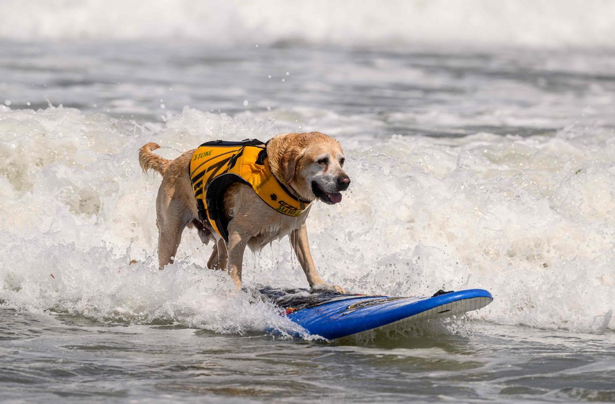 Hicieron un torneo de perros surfistas en California