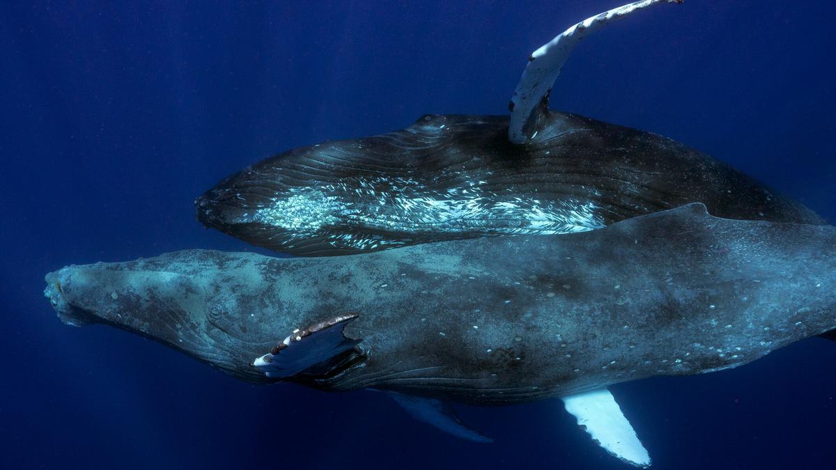 Los dos machos de ballena jorobada captados en 2022 en la costa de Hawaii, en el momento de la copulación