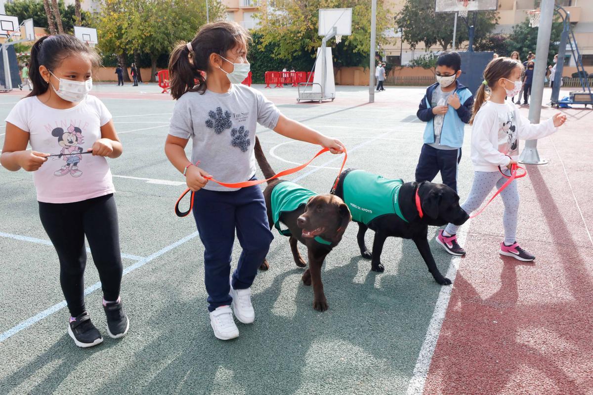 Nica, una nueva terapeuta de cuatro patas para los colegios de Ibiza y Formentera