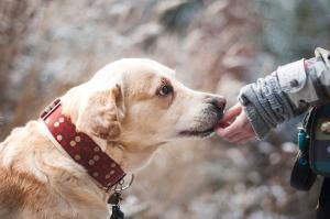 Quan el maltractament animal també és violència masclista