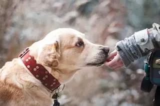 Cuando el maltrato animal también es violencia machista