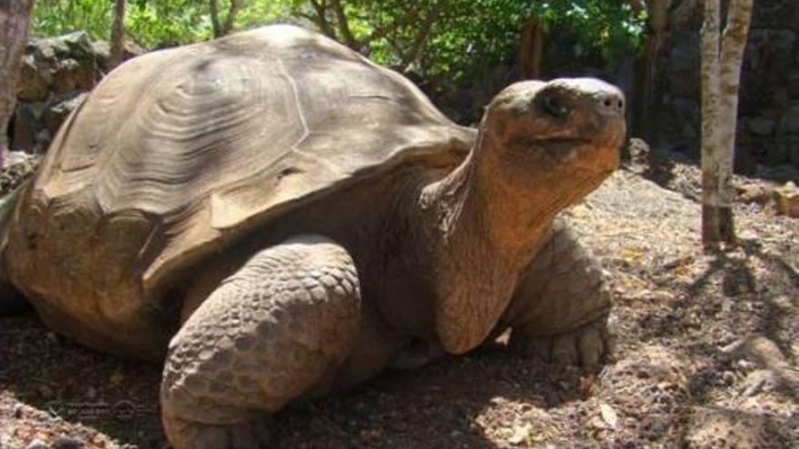 Muere la tortuga gigante &#039;Pepe&#039;, símbolo de las Islas Galápagos