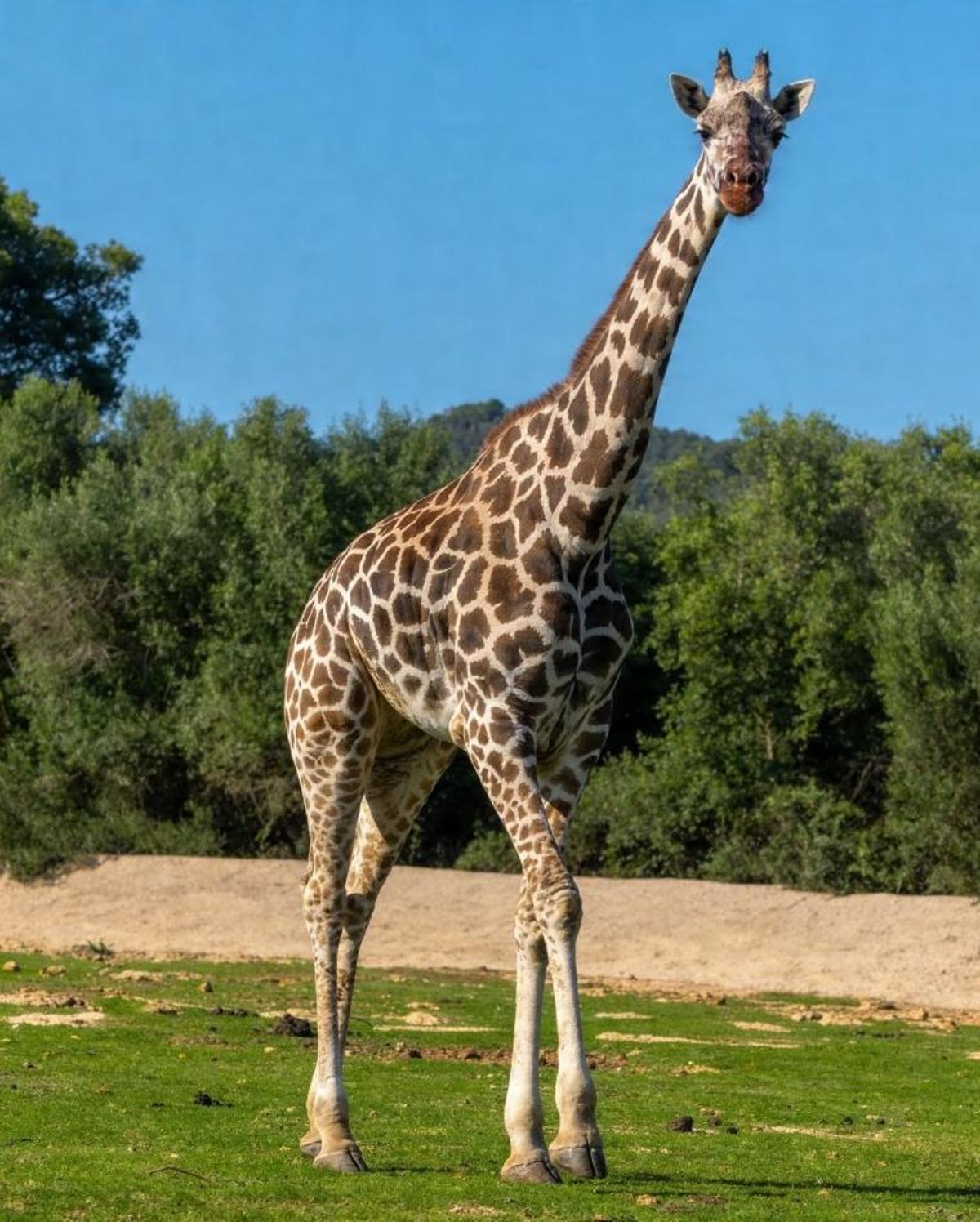 La jirafa Leti de Safari Mallorca