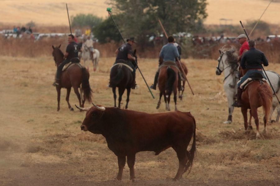 Encierro en San Miguel de la Ribera