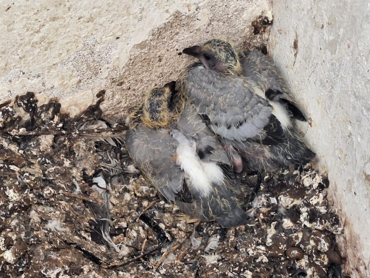 Fotogalería | Los vecinos del Casco Antiguo de Badajoz se quejan de las palomas