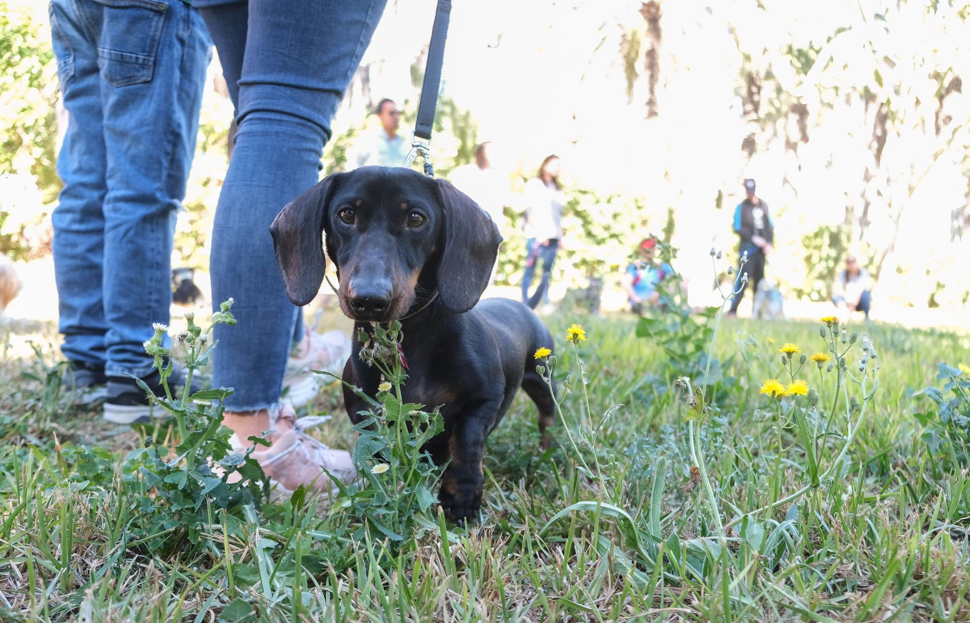 Fiesta de las mascotas en Elche