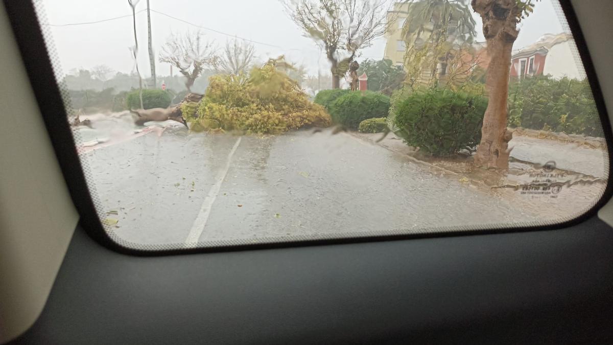 Árboles caídos desde Burriana a la estación de les Alqueries.