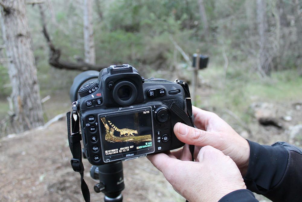 Fotograf Oliver Martínez gelingt Foto von Ginsterkatze