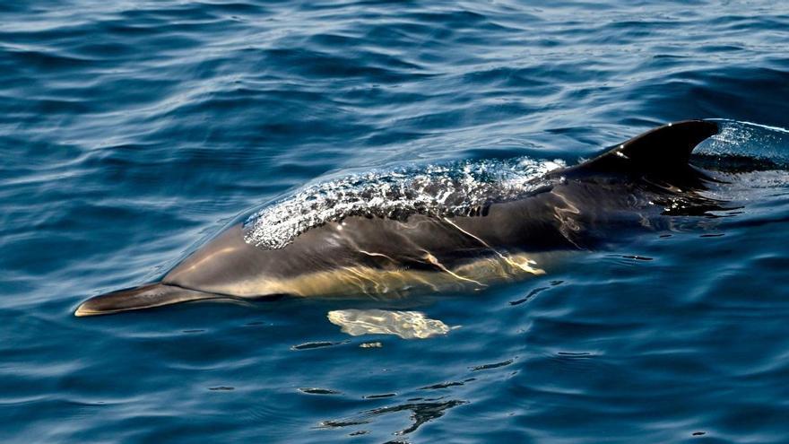 Los delfines también envejecen: Galicia se asoma a