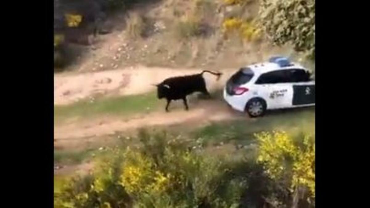 Un toro embiste patrullas de la Guardia Civil