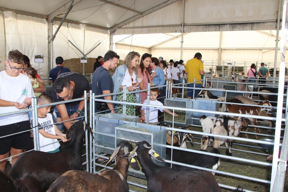 Feria de Ganado de Lanzarote en Uga 2026