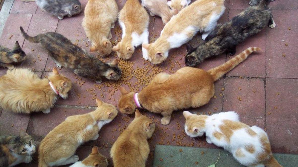 Colonia de gatos comiendo en un patio.