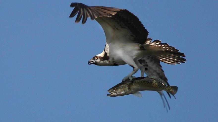 La Comunitat Valenciana recupera el águila pescadora, casi desaparecida de España