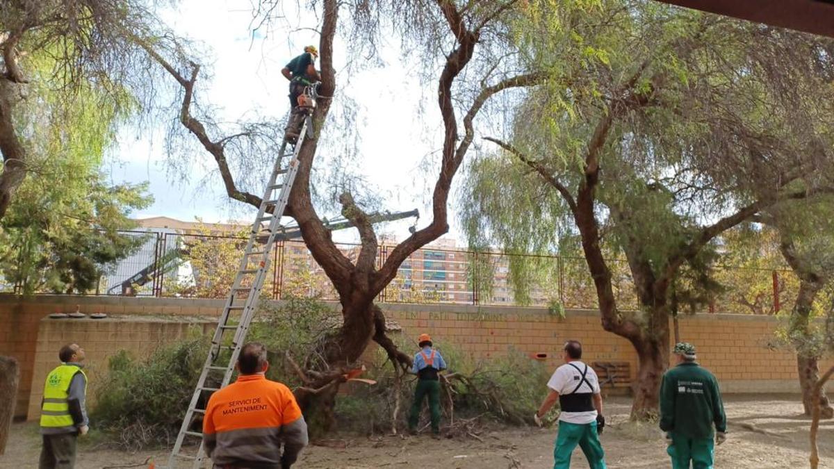 Operarios de jardinería talando árboles en el CP Pablo Neruda