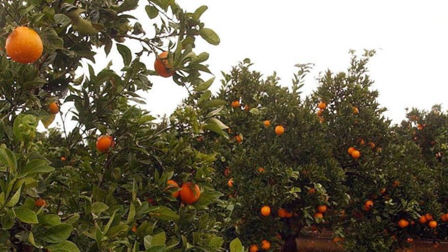 Récord histórico en las exportaciones agroalimentarias