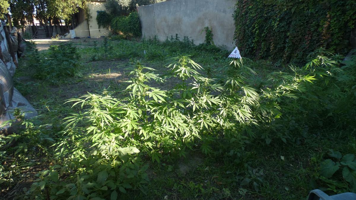 La plantació de marihuana ubicada al jardí de la casa de vilamalla