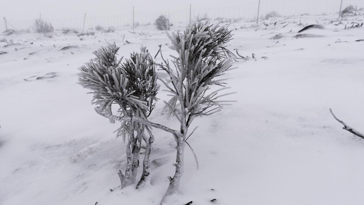 FOTOGALERÍA | La nieve tiñe de blanco la sierra de Hervás FOTOGALERÍA | La nieve tiñe de blanco la sierra de Hervás