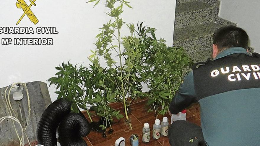 Desmantelado un laboratorio clandestino de marihuana