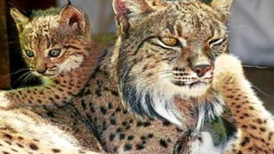 La muerte de otro lince desata las protestas de los ecologistas