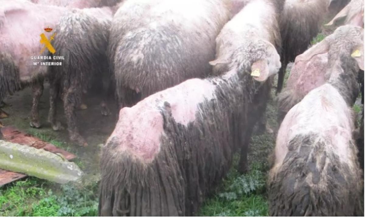 Algunas de las ovejas con calvas por la falta de cuidados higiénicos y sanitarios.
