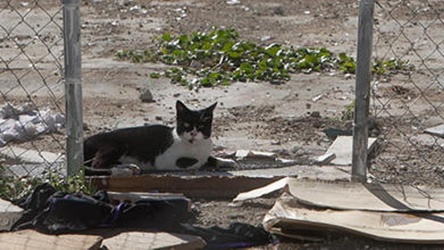 Denuncian el envenenamiento de varios gatos y la desaparición de otros en Tibi
