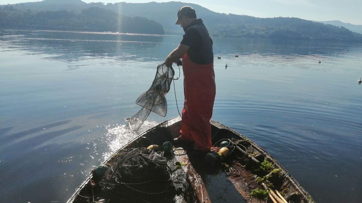 El CSIC sitúa a la anguila «al borde de la extinción» por el mercado del lujo