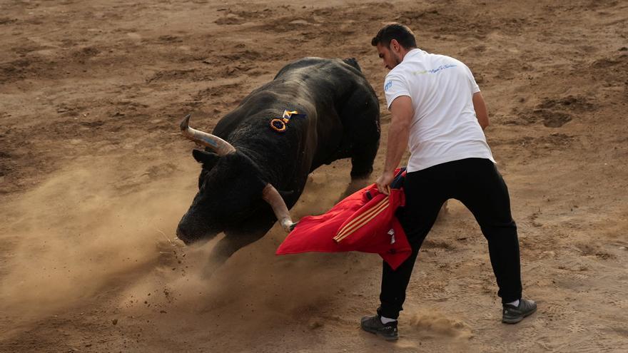 Todos los festejos de &#039;bous al carrer&#039; en Pascua