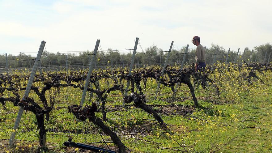 Viñedos plantados por el sistema de espaldera en la zona de Montilla-Moriles.