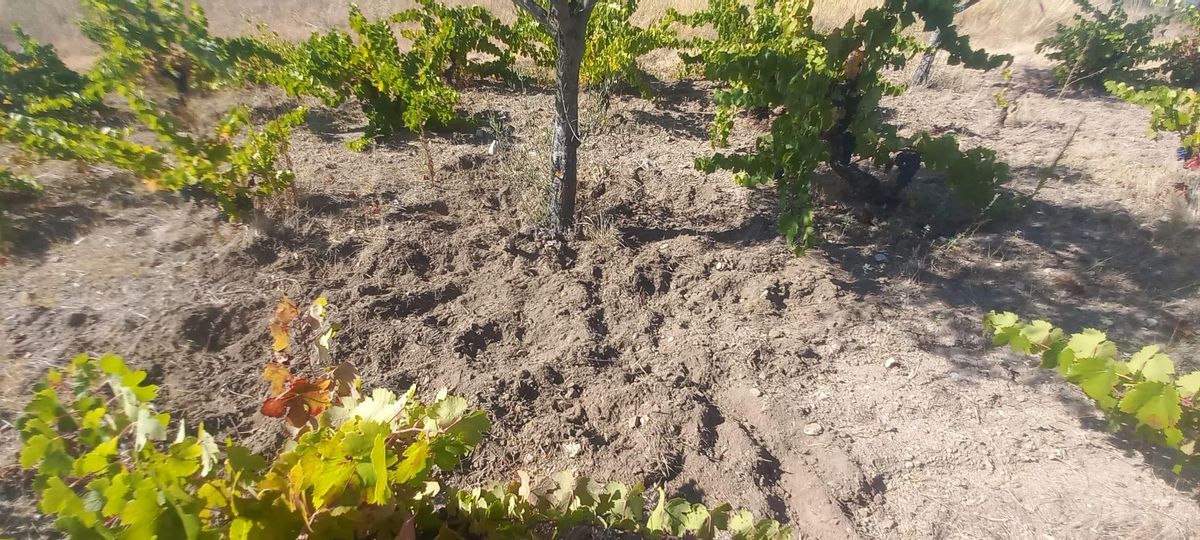 Escarbadura del jabalí buscando la cuñas de las aceitunas del año anterior