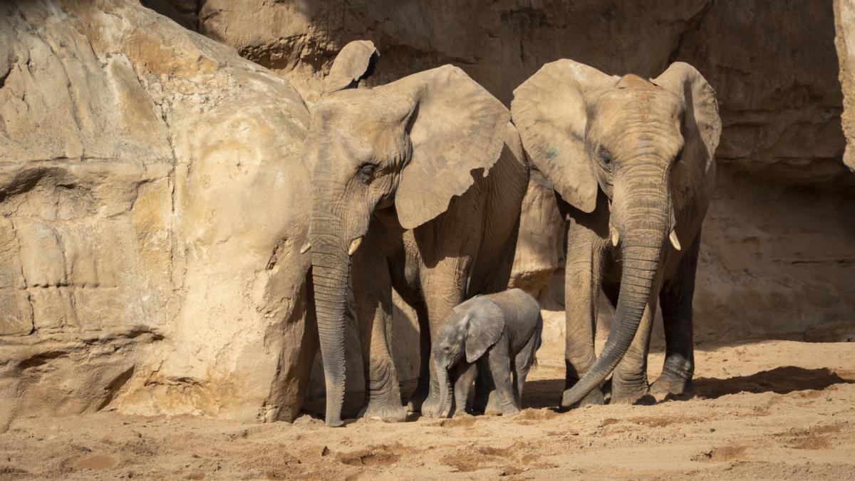 Nacimiento en Bioparc del primer elefante africano en la Comunitat Valenciana