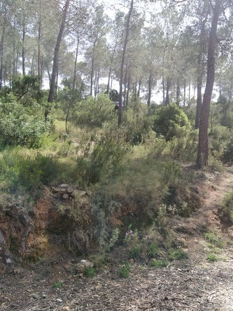 Así quedó el coche de una turista de Ibiza que circulaba campo a través