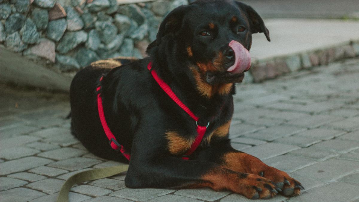 Los rottweiler están siempre atentos a cualquier ruido que pueda haber en la casa.